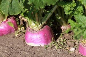 Ultimate Guide to Grow Delicious Turnips in Containers (11 Simple Steps)