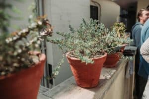 Do Plants Outgrow Their Pots? (6 Steps To Help Such Plants)