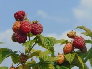 How To Get Rid Of Worms In Raspberries (And Prevent Them)