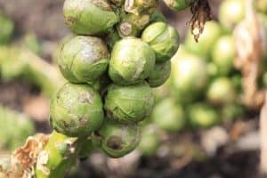 13 Simple Steps To Grow Brussel Sprouts In Pots