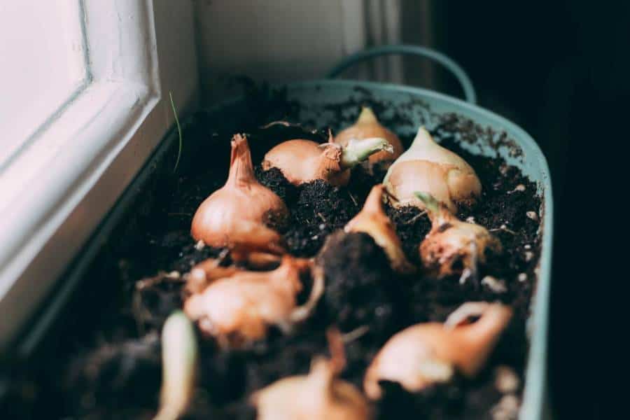 Can You Grow Onions In A 5 Gallon Bucket? Gardening Mentor
