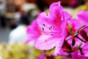 How To Grow Azaleas In A Pot (With Videos)