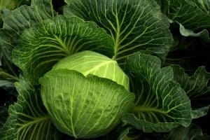 Can You Grow Cabbage In A Pot?