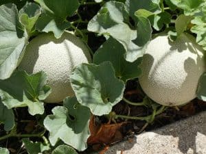 Can You Grow Cantaloupe In A 5 Gallon Bucket?