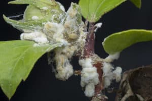 10 Effective Ways To Get Rid Of Mealybugs In Orchids