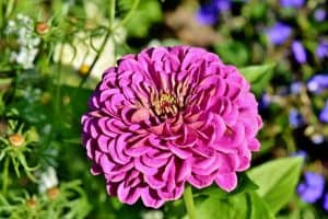 Can You Grow Zinnias In Pots?