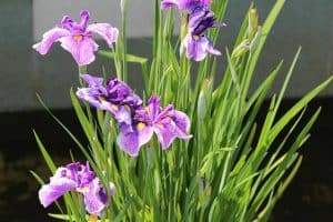 How To Grow Iris In Pots
