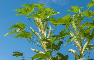 Ultimate 14-Step Guide to Grow Okra in Containers