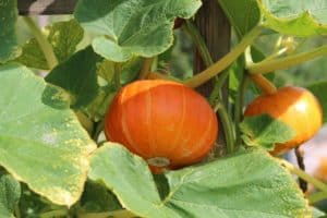 Can You Grow Pumpkins In A Pot?