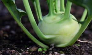 Ultimate Guide Growing Super Kohlrabi In Containers