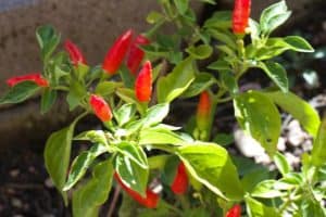 How To Grow Chili Peppers In Pots