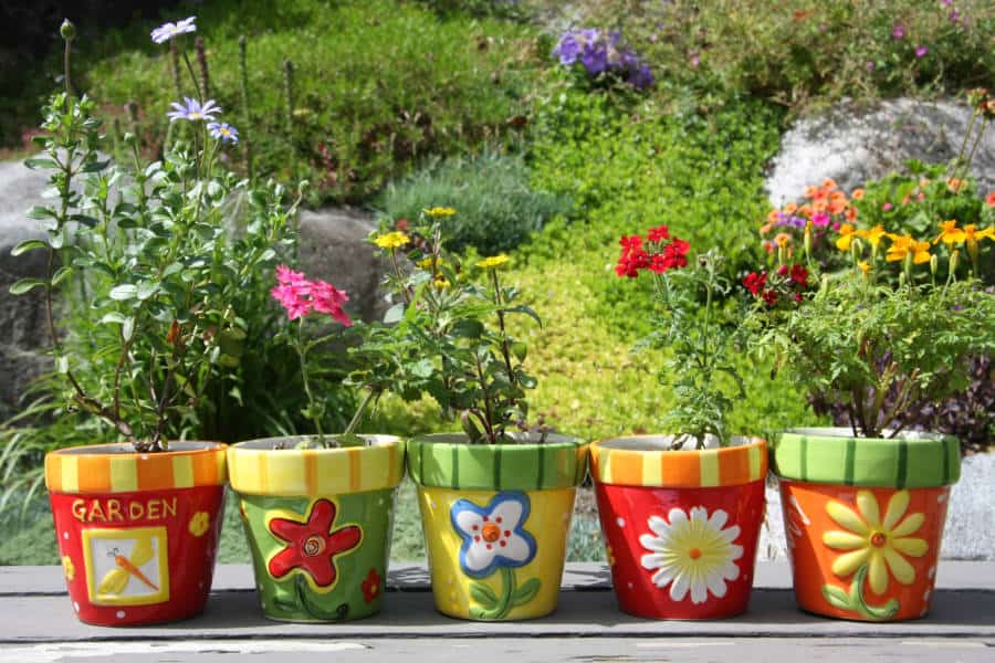 30 Terrific Low Maintenance Outdoor Potted Plants For Your Patio Gardening Mentor