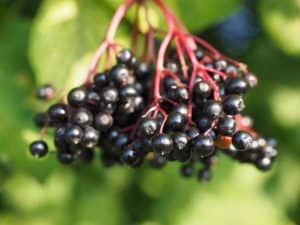 Can You Grow Elderberry In A Pot?