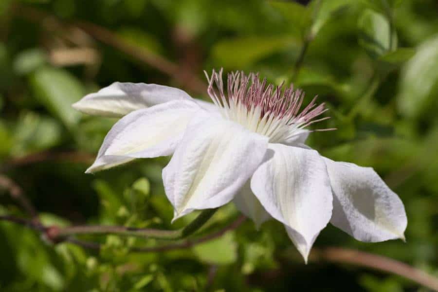 clematis plant