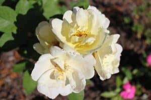 How To Plant Knockout Roses In Containers (With Videos)