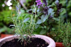 9 Critical Reasons Rosemary Is Not Growing (With Solutions)
