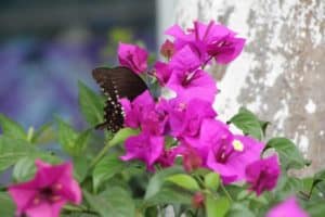 Ultimate 10-Step Guide to Grow Bougainvillea in Containers