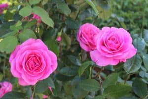 6 Paramount Reasons Roses Drooping In The Garden (How To Fix This)