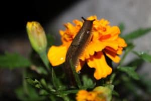 What Is Eating My Marigolds?