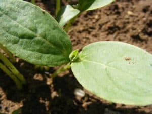 10 Serious Reasons Why Your Seedlings Are Growing So Slow