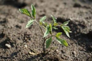 9 Terrible Reasons Tomato Seedlings Are Not Growing (And How To Fix This)