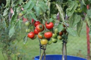 11 Vital Reasons Tomatoes Not Getting Big (And How To Fix This)