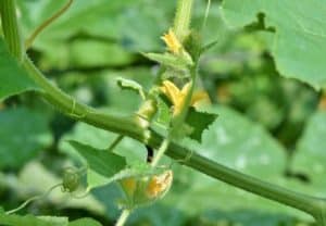 10 Common Causes of Tomato Plant Non-Flowering (How to Fix Them)