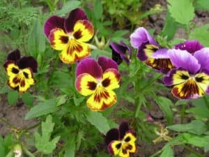 Why Did My Pansies Die? (And How To Prevent This)
