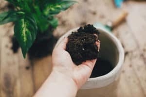 Why Does My Potting Soil Get Hard? (And How To Fix It)