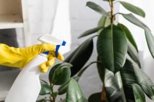 7 Awful Reasons Rubber Plant Is Drooping (And How To Solve This)