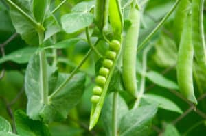 Can I Eat Peas With Powdery Mildew?