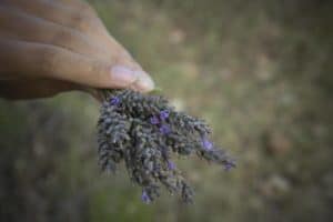7 Common Causes of Gray Lavender Leaves (With Solutions)