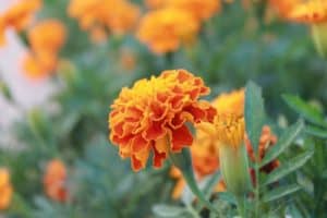 What Is Killing My Marigolds?