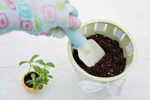 Do You Throw Away Old Potting Soil?