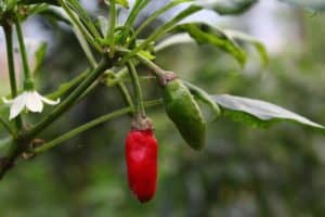 What Temperature Is Too Cold For Pepper Plants?