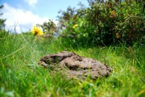 Is Cow Manure Good For Potted Plants?