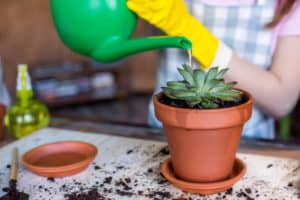 3 Critical Reasons Not To Water Plants At Night