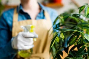 Can You Put Too Much Neem Oil On Plants? (3 Ways To Avoid This)