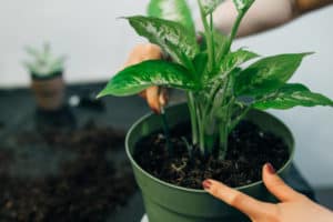 Potting Soil Turning Green: 6 Simple Tips To Fix This