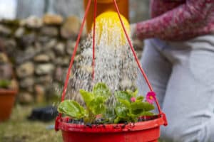 5 Horrid Problems Overwatering Potted Plants (And How To Fix It)