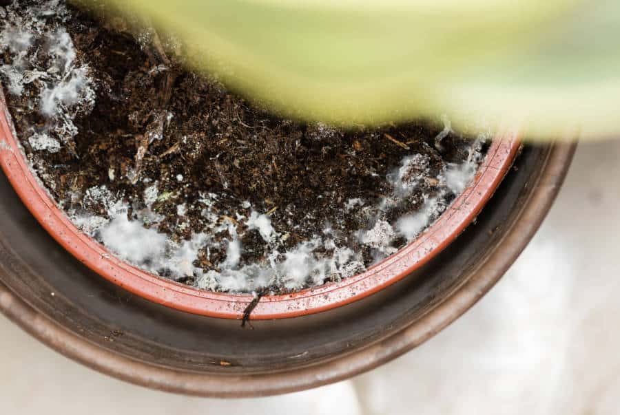 7 Horrible Causes Of Mold On Houseplants (And How To Get Rid Of it
