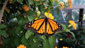 How To Turn Your Backyard Into A Butterfly Sanctuary