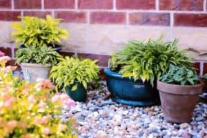 Is It Bad To Move Potted Plants Around? (And How To Do it)