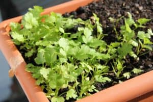 Why Is My Potted Parsley Turning Yellow? (And How To Fix It)