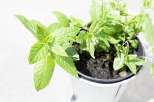 Potted Mint Plant Dying: 8 Awful Reasons To Avoid