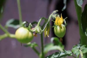 8 Awful Reasons Tomatoes Growing So Slow (And How To Fix This)