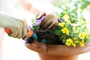 Add Compost To Container Plants: 7 Expert Tips