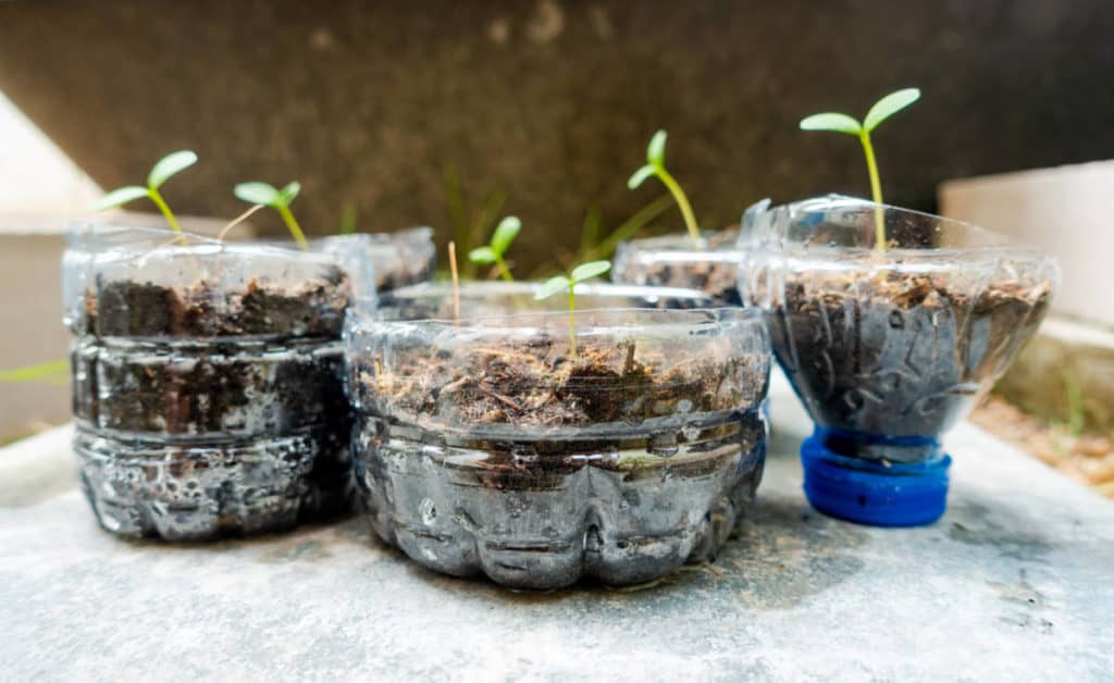 using plastic bottles for growing plants