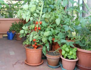 How Many Plants In A Container Garden? (Gardeners Poll Results)