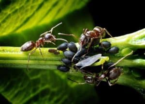 Will Ants Kill Potted Plants? (7 Proven Ways To Get Rid of Ants)